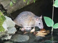 Rattus norvegicus