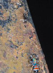 Dolichoderus thoracicus