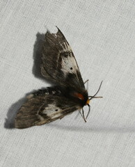 Nataxa flavescens