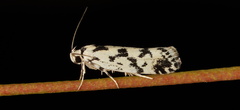 Lichenaula calligrapha