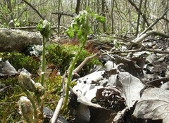 Matteuccia struthiopteris