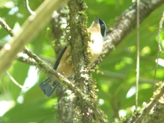 Pipraeidea melanonota