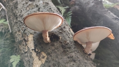 Lentinula edodes