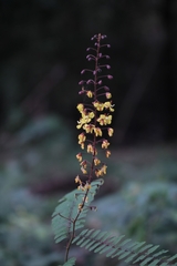 Hultholia mimosoides