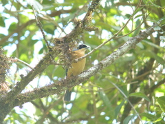 Pipraeidea melanonota