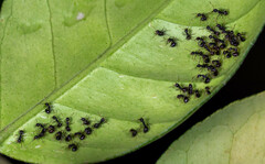 Dolichoderus thoracicus