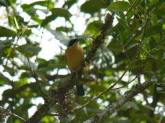 Pipraeidea melanonota