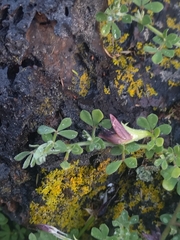 Lotus azoricus