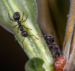 Dolichoderus thoracicus