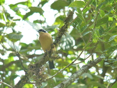 Pipraeidea melanonota