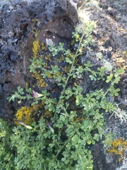 Lotus azoricus