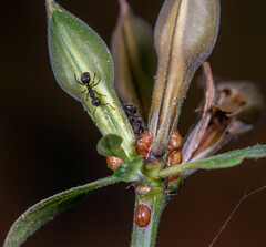 Dolichoderus thoracicus