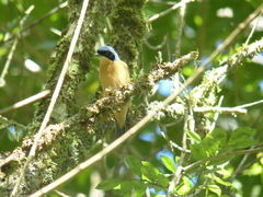 Pipraeidea melanonota
