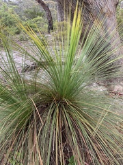 Xanthorrhoea media