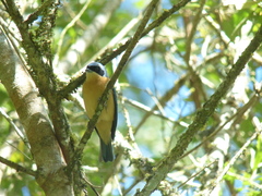 Pipraeidea melanonota