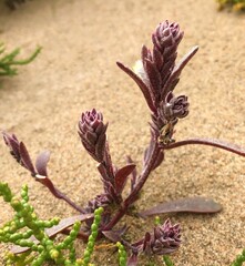 Corispermum patelliforme