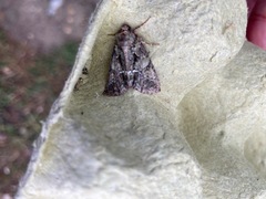 Polyphaenis sericata