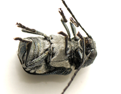 Aporocera scabrosa