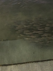 Torquigener pleurogramma