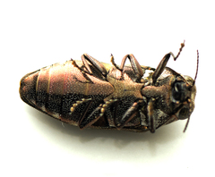 Diphucrania