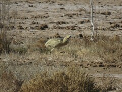 Botaurus stellaris