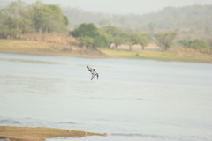 Ceryle rudis leucomelanurus