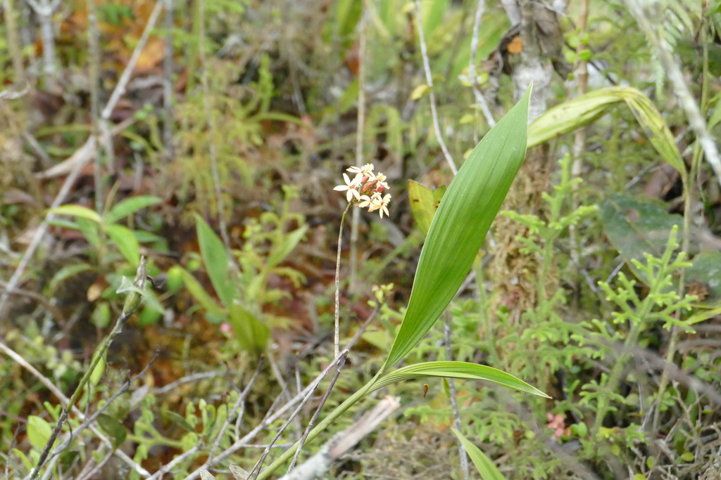 Epidendrum deltoideoviridis Hágsater 2