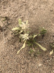 Corispermum patelliforme