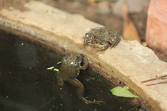 Euphlyctis cyanophlyctis