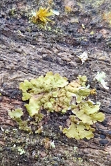 Melanohalea exasperatula