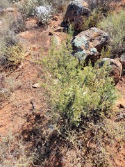 Euryops