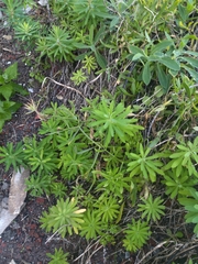 Euphorbia azorica