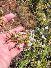 Euryops