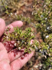 Euryops