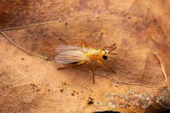 Diptera