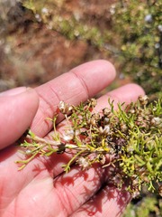 Euryops