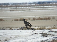 Haliaeetus albicilla