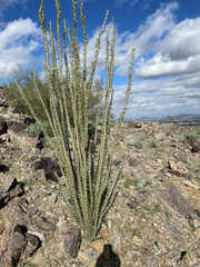 Fouquieria splendens