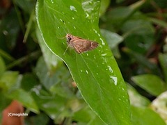 Callimormus saturnus