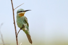 Merops persicus