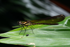 Heliocypha fenestrata