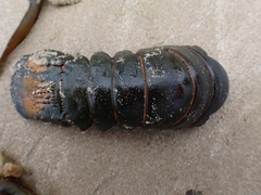 Sagmariasus verreauxi