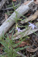 Lithotoma axillaris