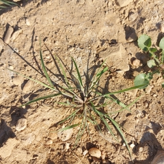 Sporobolus alopecuroides