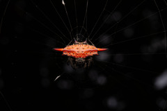 Gasteracantha diardi