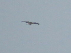 Buteo lagopus