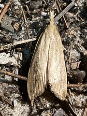 Donacaula