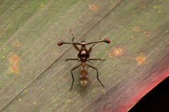 Cyrtodiopsis dalmanni