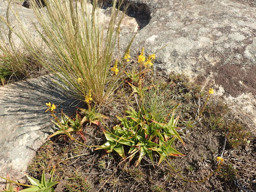 Image of Bulbine latifolia by no rights reserved