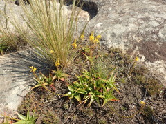 Bulbine latifolia latifolia